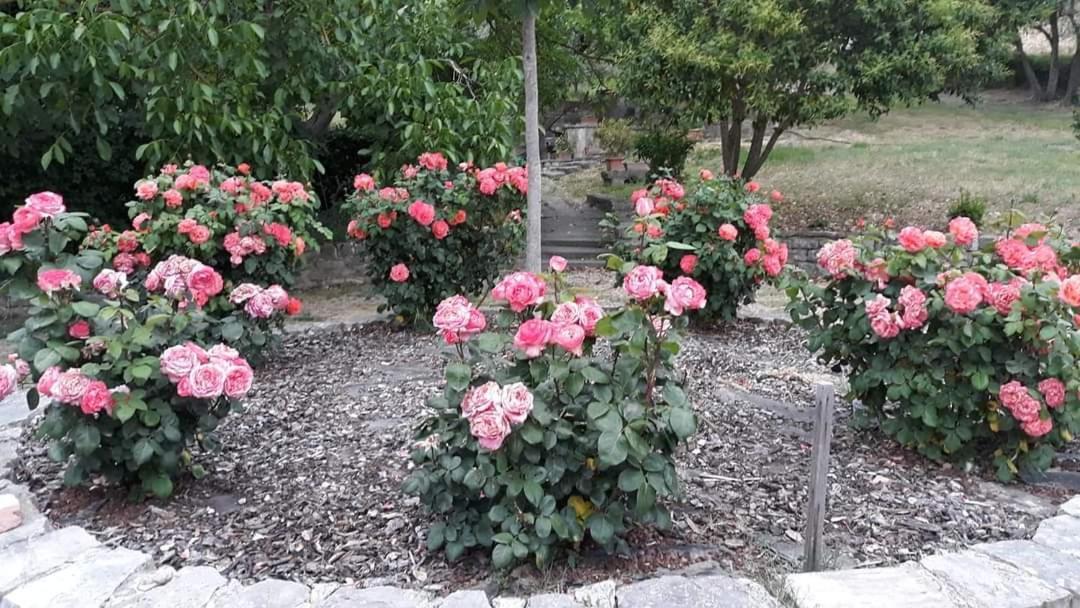 Agriturismo Camera Rosa Тоді Екстер'єр фото